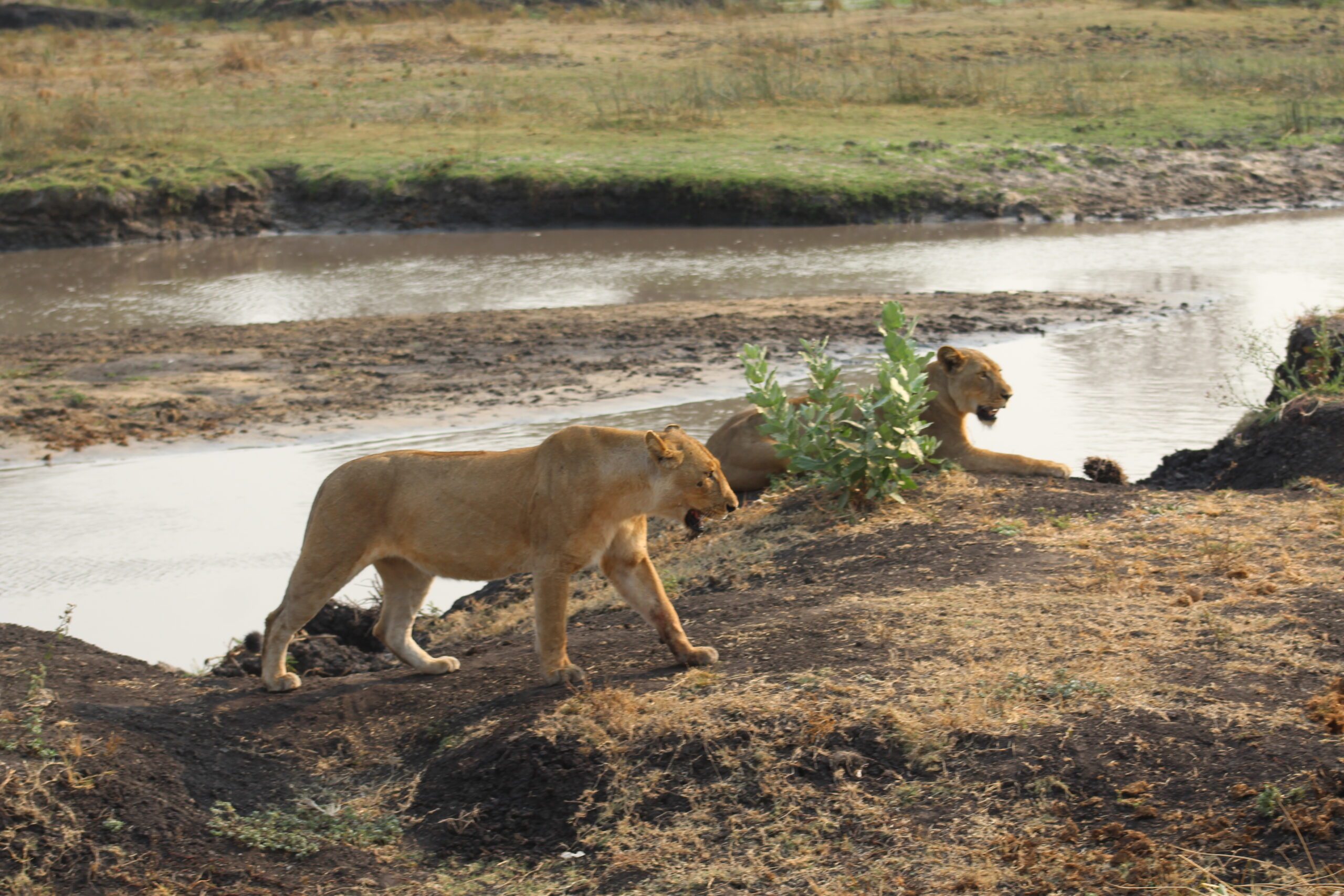 Empowering Beekeepers To Transform Lives And Reduce Human -Wildlife Conflicts